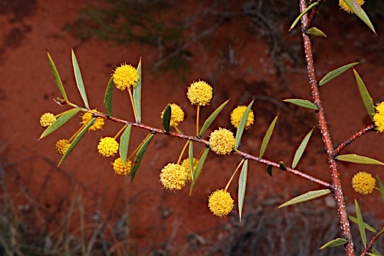 APII jpeg image of Acacia maitlandii  © contact APII