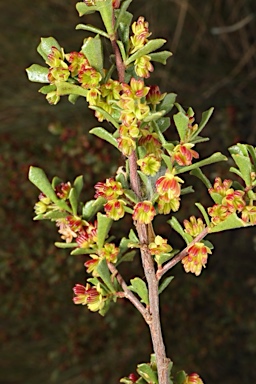 APII jpeg image of Dodonaea peduncularis  © contact APII