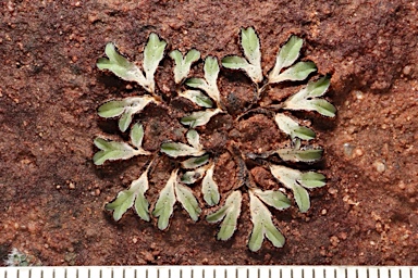 APII jpeg image of Riccia rubrispora  © contact APII