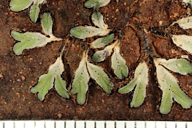 APII jpeg image of Riccia rubrispora  © contact APII