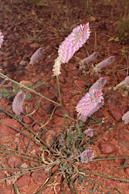 APII jpeg image of Ptilotus leucocoma  © contact APII