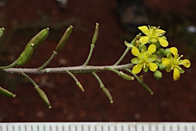 APII jpeg image of Arabidella eremigena  © contact APII