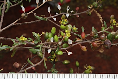 APII jpeg image of Cuphonotus andraeanus  © contact APII