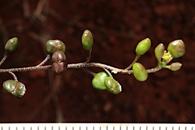 APII jpeg image of Cuphonotus andraeanus  © contact APII