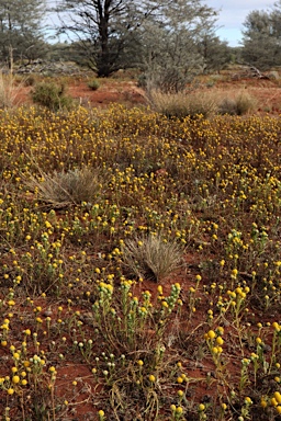 APII jpeg image of Calocephalus knappii  © contact APII