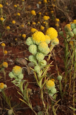 APII jpeg image of Calocephalus knappii  © contact APII