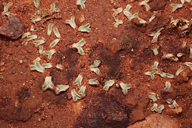 APII jpeg image of Riccia  © contact APII