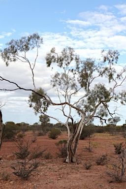 APII jpeg image of Eucalyptus thozetiana  © contact APII