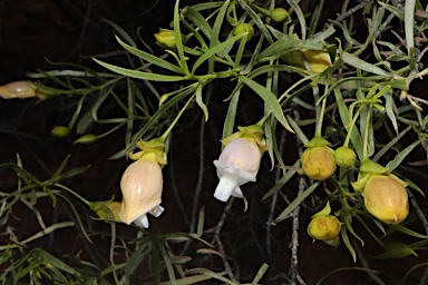 APII jpeg image of Eremophila linsmithii  © contact APII