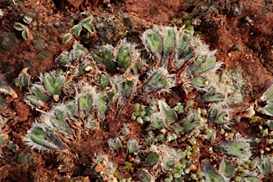 APII jpeg image of Riccia areolata  © contact APII