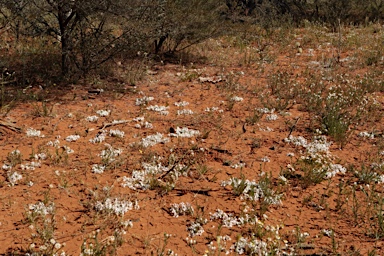 APII jpeg image of Macgregoria racemigera  © contact APII