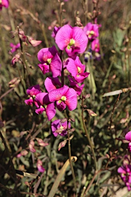 APII jpeg image of Swainsona campylantha  © contact APII