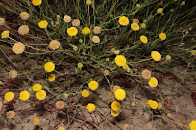 APII jpeg image of Leiocarpa brevicompta  © contact APII