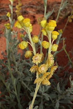 APII jpeg image of Chrysocephalum apiculatum subsp. racemosum  © contact APII