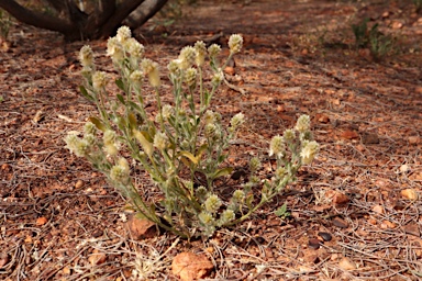 APII jpeg image of Ptilotus pseudohelipteroides  © contact APII