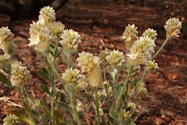 APII jpeg image of Ptilotus pseudohelipteroides  © contact APII