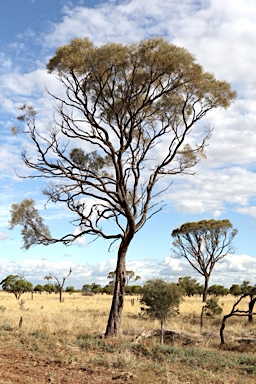 APII jpeg image of Acacia tephrina  © contact APII