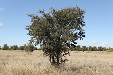 APII jpeg image of Archidendropsis basaltica  © contact APII