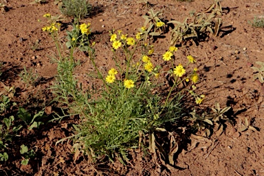 APII jpeg image of Senecio brigalowensis  © contact APII
