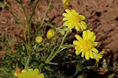 APII jpeg image of Senecio brigalowensis  © contact APII