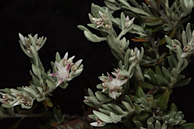 APII jpeg image of Ptilotus pedleyanus  © contact APII