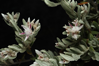 APII jpeg image of Ptilotus pedleyanus  © contact APII