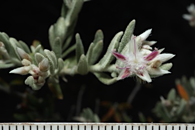 APII jpeg image of Ptilotus pedleyanus  © contact APII