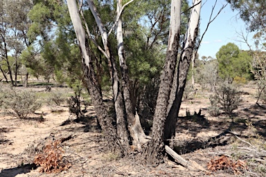 APII jpeg image of Eucalyptus cambageana  © contact APII