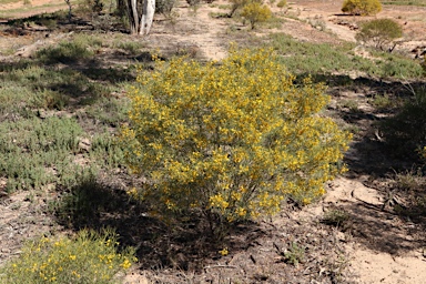 APII jpeg image of Senna artemisioides subsp. zygophylla  © contact APII