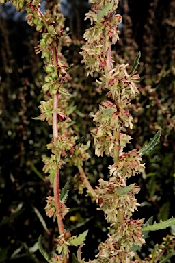 APII jpeg image of Haloragis odontocarpa f. rugosa  © contact APII