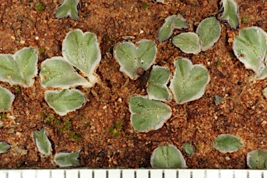 APII jpeg image of Riccia lamellosa  © contact APII