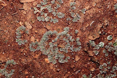 APII jpeg image of Riccia areolata  © contact APII