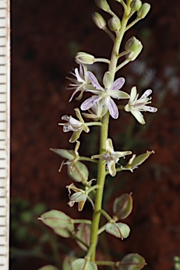 APII jpeg image of Lepidium phlebopetalum  © contact APII