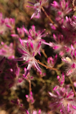 APII jpeg image of Ptilotus remotiflorus  © contact APII
