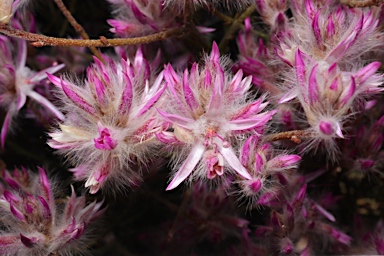 APII jpeg image of Ptilotus remotiflorus  © contact APII