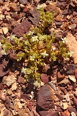 APII jpeg image of Gunniopsis papillata  © contact APII