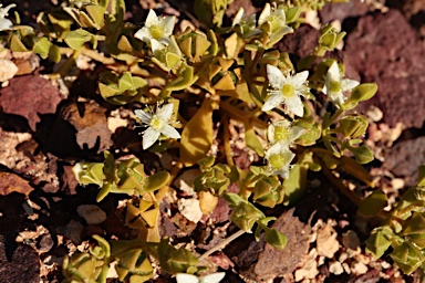 APII jpeg image of Gunniopsis papillata  © contact APII