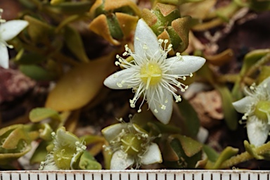 APII jpeg image of Gunniopsis papillata  © contact APII