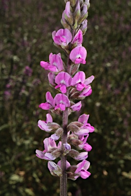 APII jpeg image of Cullen australasicum  © contact APII