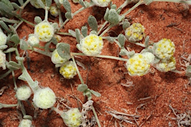 APII jpeg image of Gnephosis eriocarpa  © contact APII