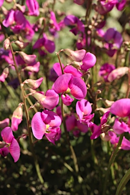 APII jpeg image of Swainsona campylantha  © contact APII