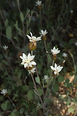 APII jpeg image of Rhodanthe stricta  © contact APII