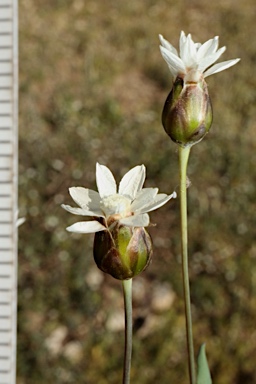 APII jpeg image of Rhodanthe stricta  © contact APII