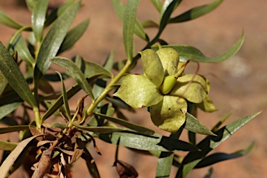 APII jpeg image of Eremophila duttonii  © contact APII