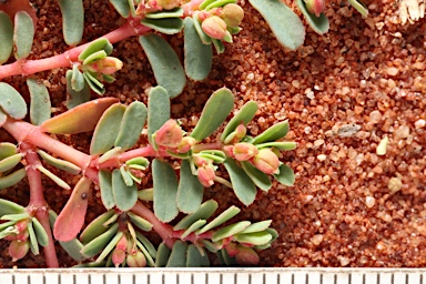 APII jpeg image of Euphorbia porcata  © contact APII