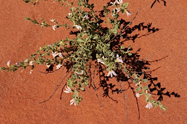 APII jpeg image of Scaevola parvibarbata  © contact APII