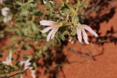 APII jpeg image of Scaevola parvibarbata  © contact APII