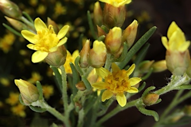 APII jpeg image of Schoenia ramosissima  © contact APII