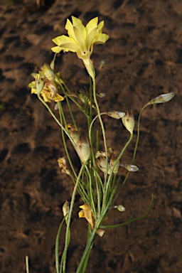 APII jpeg image of Goodenia fascicularis  © contact APII