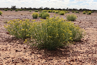 APII jpeg image of Senecio depressicola  © contact APII